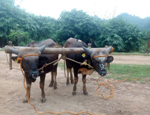 Trained mithun bull ready for ploughing the fodder field