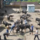 Animal health camp and TSP inputs distribution programme, Porba village, Phek district -  17 August 2022