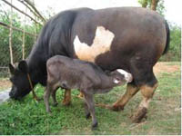 First Mithun calf (Mohan) born from Cryopreserved Embryo